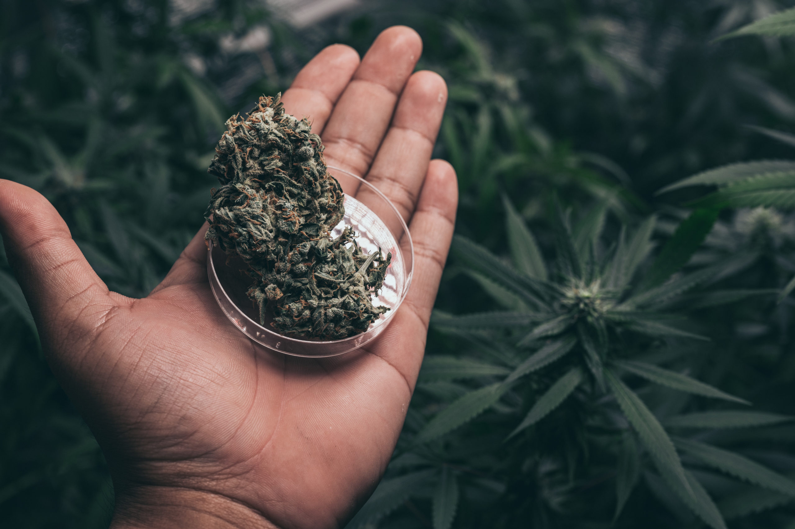 Bush Flowering herb hemp with seeds and flowers. Concept breeding of marijuana, cannabis, legalization.